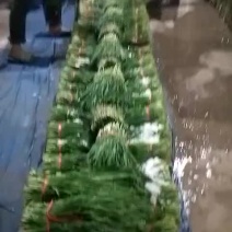 大量韭菜，平茬二茬，实力供应！安排👍