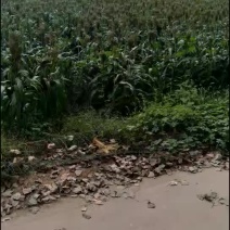 土地出租一年也租