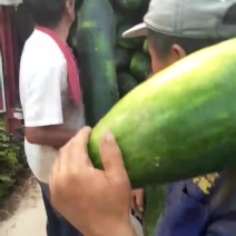 炮弹型黑皮冬瓜