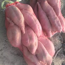 沙地红薯