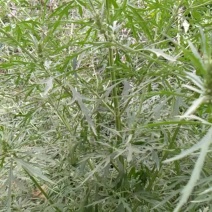 益母草种子，有需要的联糸