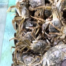 大闸蟹