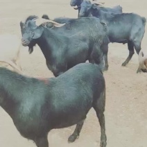 肉羊