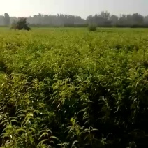 现有桃苗80万棵，品种多多，保质保。，