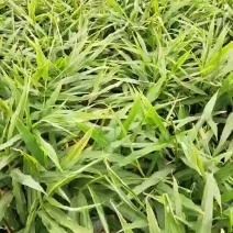 生姜十月初到十月底
