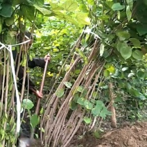 大波紫荆，独干紫荆，分枝均有现货出售。