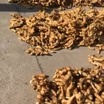 大姜走货太快了