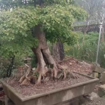 各种树桩盆景，，都是老桩