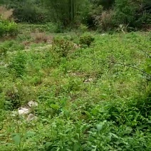 肥沃农田