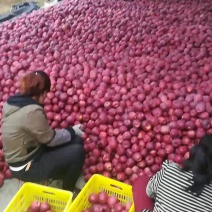 花牛苹果入库
