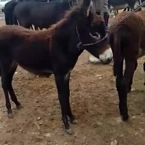 毛驴