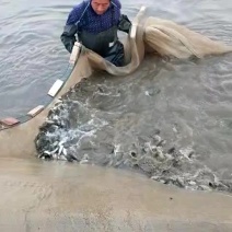销售各种鱼苗春片，夏花