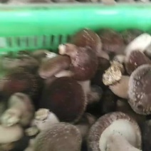 香菇