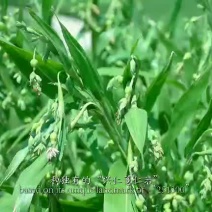 兴仁小薏米薏仁米苡米98米95米各种规格按要求生产