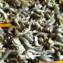 皮皮虾