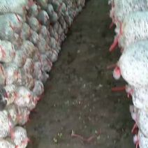 食用菌出菇包，平菇出菇包，买回来就可以直接出菇