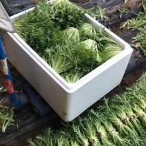 苦菊