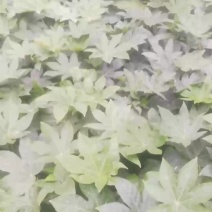 八角金盘40-50高
