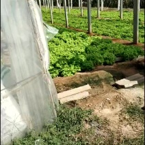 【散叶生菜】产区大量现货直发，价格公道，欢迎来电咨询