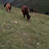 肉马