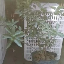 盆栽金桔