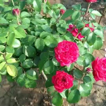 丰花、切花、大花月季苗大量供应