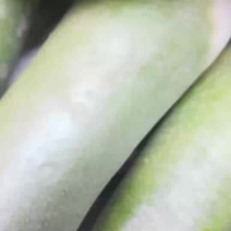 沙地萝卜大量供应