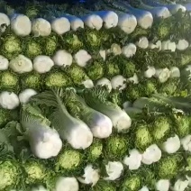 青麻叶和刨头白