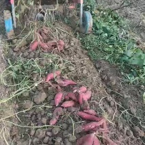 利辛县胡集镇王凯家庭农场