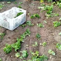 花叶生菜绿色
