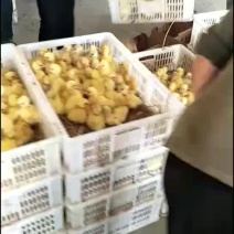 常年出售各种鸡鸭鹅苗高价回收成品