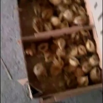常年出售各种鸡鸭鹅苗高价回收