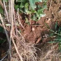 金银花苗