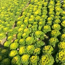 黄心乌