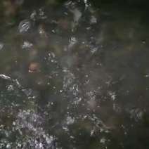 瘦身版台湾泥鳅质量好，一斤60尾左右