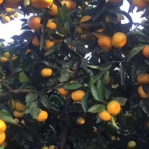 早熟蜜桔