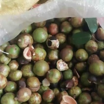 山茶籽苞