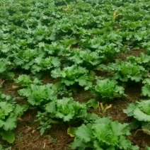 精品各种打大白菜，娃娃菜，花菜，包菜，月底上市欢迎各位新