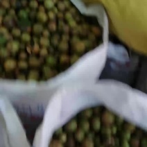 茶籽苞