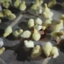 脱温杂三花鹅苗，14天