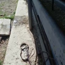 毛驴