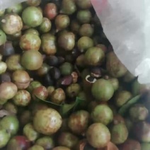 油茶鲜果