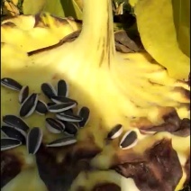 363葵花