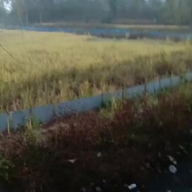 无公害水稻，大米