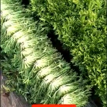 苦菊