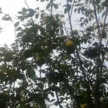 木梨
