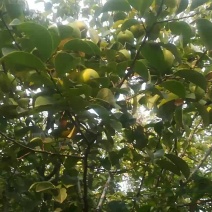 木梨果