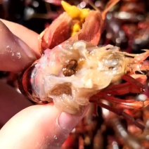 小龙虾澳龙一号种虾