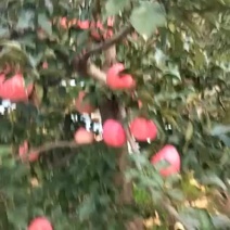 苹果代购