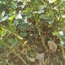 出售1年生枸橘苗枳壳苗